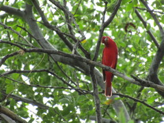 Piranga rubra