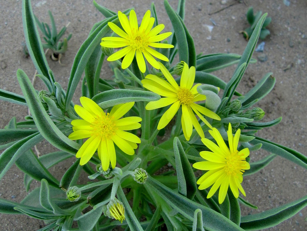 Osteospermum crassifolium
