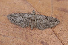 Eupithecia ericeata