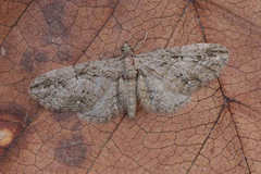 Eupithecia ericeata