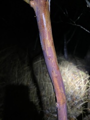 Leptospermum luehmannii