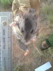 Onychomys leucogaster