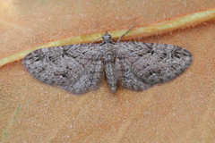 Eupithecia ericeata