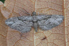 Eupithecia ericeata