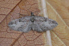 Eupithecia ericeata