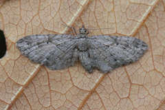 Eupithecia ericeata