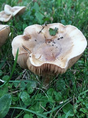 Russula amoenolens