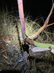 Leptospermum luehmannii