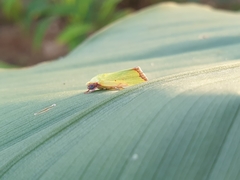 Earias cupreoviridis