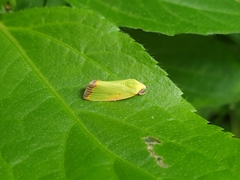 Earias cupreoviridis