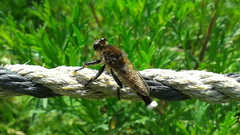 Promachus yesonicus