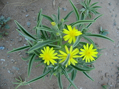 Image of Osteospermum crassifolium