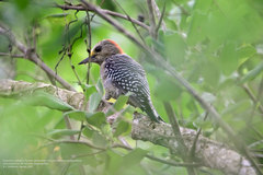 Melanerpes pygmaeus