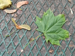 Acer platanoides