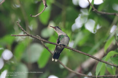 Cynanthus forficatus