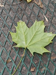 Acer platanoides