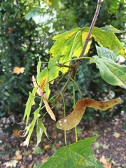 Acer platanoides