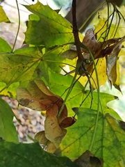Acer platanoides