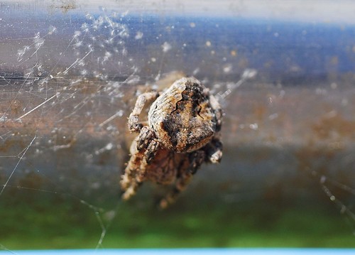 Araneus ventricosus