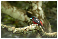 Cymbirhynchus macrorhynchos