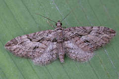 Eupithecia oxycedrata