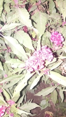 Celosia argentea