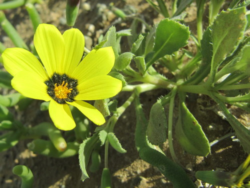 Gazania lichtensteinii image