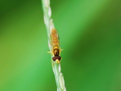 Sphaerophoria menthastri