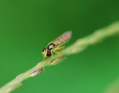 Sphaerophoria menthastri