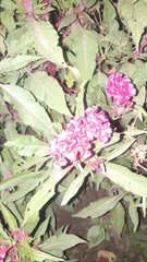 Celosia argentea