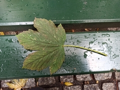 Acer pseudoplatanus