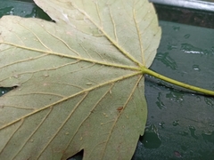 Acer pseudoplatanus