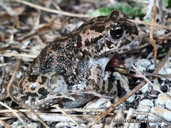 Bufotes boulengeri siculus