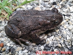 Bufotes boulengeri siculus