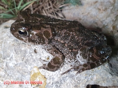 Bufotes boulengeri siculus