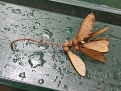 Acer pseudoplatanus