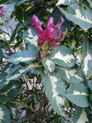 Graptophyllum pictum