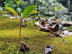 Syzygium hemisphericum