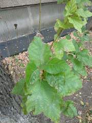 Populus nigra