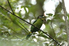 Psilopogon pyrolophus