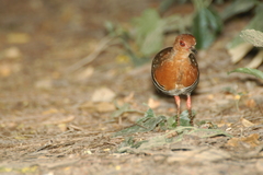 Rallina fasciata