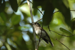 Pachycephala cinerea