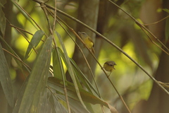 Abroscopus superciliaris