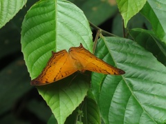 Vindula dejone erotella