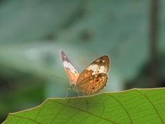 Cupha erymanthis lotis