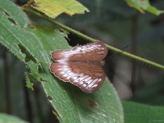 Tanaecia iapis puseda