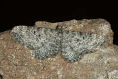 Eupithecia graphata