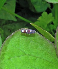 Erythrogonia comensa