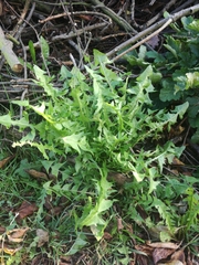 Taraxacum officinale