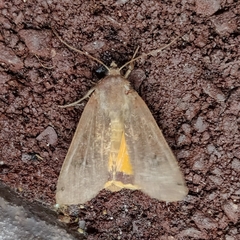 Noctua pronuba